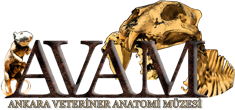 Ankara Veteriner Anatomi Müzesi (AVAM)