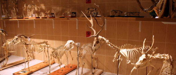 Ankara Veteriner Anatomi Müzesi (AVAM)